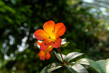 orange flower