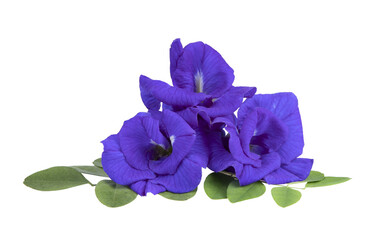 Butterfly pea flowers with green leaves on  transparent png