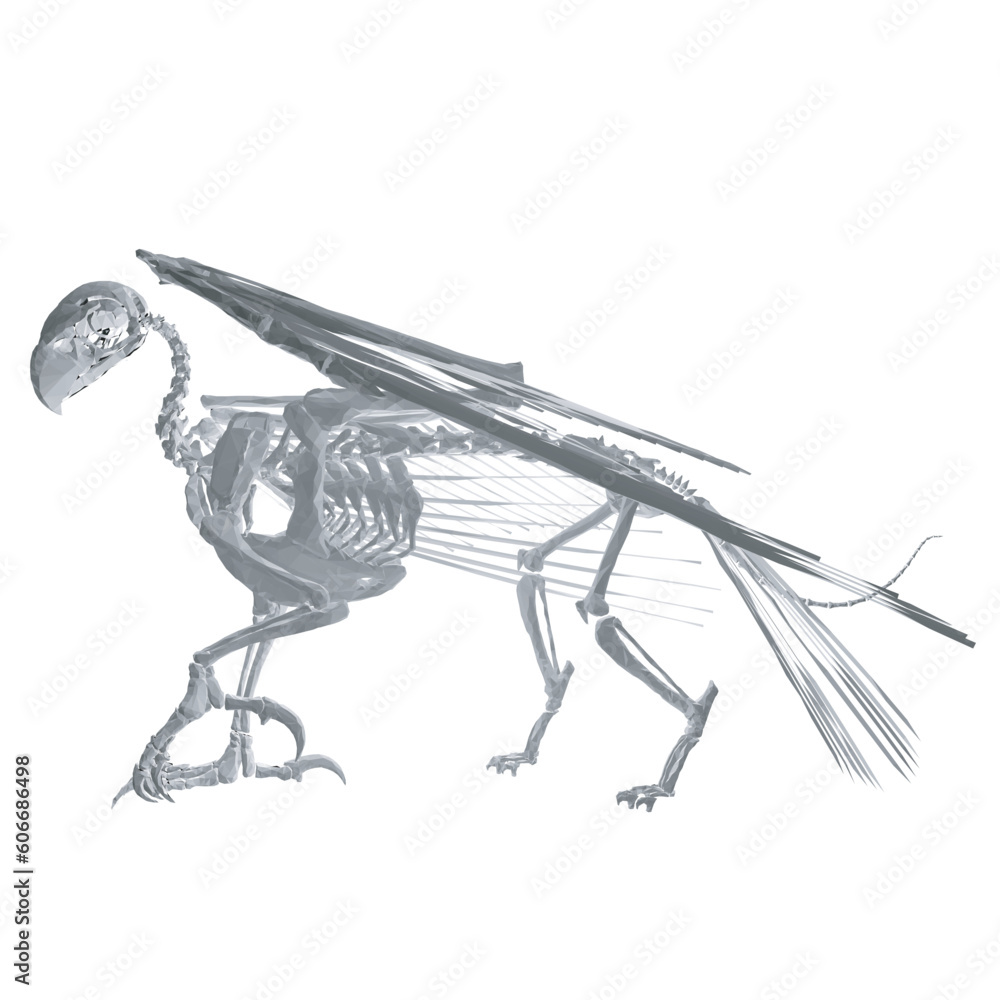 Poster pteronodon skeleton cartoon, vector skeleton of extincted ancient flying reptile pteranodon. isolate