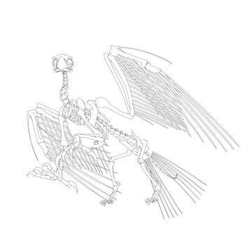 Vector antique engraving drawing illustration of bird skeleton isolated on white background. 3D. Detailed outline of the skeleton of an ancient bird..
