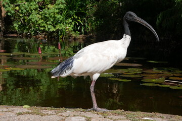 Australischer Ibis vor Teich