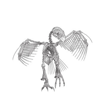 Bird animal skeleton vector illustration isolated on white background, Hand draw skeleton raven. Digital doodle Animal skull bones, skeleton vector silhouette illustration isolated on white background