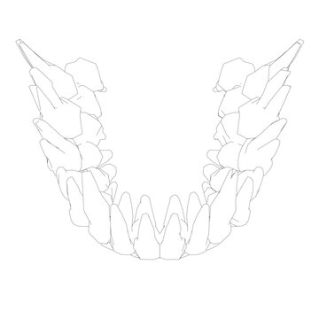 Teeth contour. Hand drawn different types of human tooth collection. Dentist graphic template. Engraving fangs and molars. Dental oral care. Toothache treatment. Vector stomatology set.