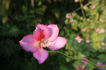 pink and white flower