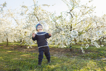 A little boy, 3 years old, in a sweater and a hat, runs through a blooming garden. Clothes for children aged 3 years. A happy eotian child is white among blossoming apple trees