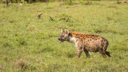 Naklejka na ściany i meble A spotted hyena (Crocuta crocuta), Mara Naboisho Conservancy, Kenya.