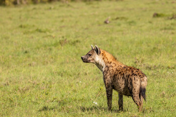 A spotted hyena (Crocuta crocuta), Mara Naboisho Conservancy, Kenya.