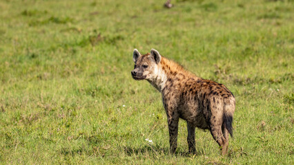 A spotted hyena (Crocuta crocuta), Mara Naboisho Conservancy, Kenya.
