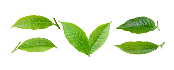 tea leaf on  transparent png