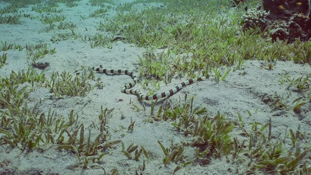 Harlequin Snake Eel (Myrichthys colubrinus) crawls along sandy bottom covered with green sea grass in daytime, Slow motion