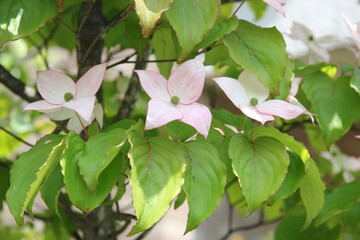 ピンク色のヤマボウシの花