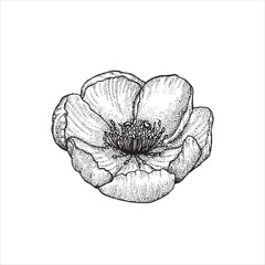 Vector flower drawing line art on a white background.