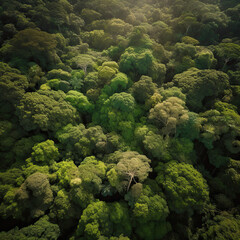 an aerial view of trees in the forest with sun shining through the leaves and branches to the ground, taken from above. Generative Ai