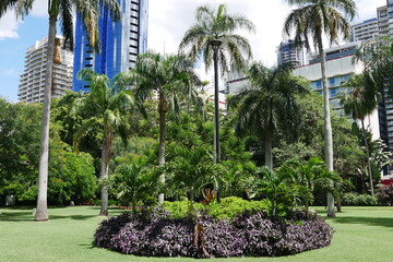 Palmen Botanischer Garten City Brisbane