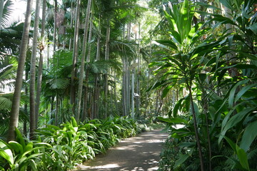 Regenwald im Roma Steet Parkland in Brisbane