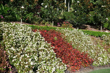 Weiße und rote Blumen Brisbane tropischer Park