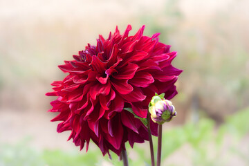 Detail of a red dahlia flower head