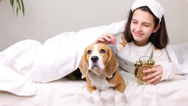 A teenage girl is lying in bed under a blanket and stroking her dog beagle. 4k footage