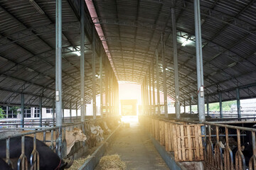 Fototapeta premium agriculture industry, farming and animal husbandry concept - herd of cows eating hay in cowshed on dairy farm