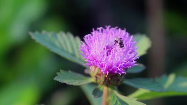 Trigona leviceps,stingless bee,kelulut, klanceng, Heterotrigona species, Lepidotrigona species 