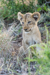Obraz na płótnie Canvas young lion cub sitting in tall grass, Kruger park, South Africa