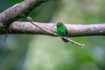 green hummingbird sitting on a branch in the Costa Rican rainforest