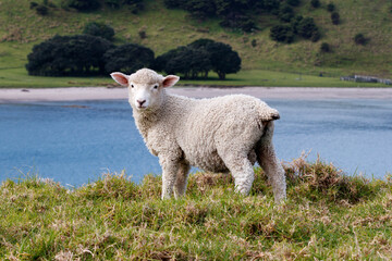 Obraz premium Lamb on a hill with water in the background