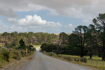 Straße durch einen Wald in Neuseeland