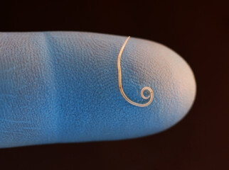 An Anisakis parasitic worm on the finger of a doctor's or veterinarian's glove