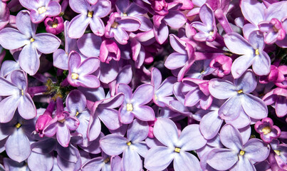 Lilac flowers background.Fragrant spring lilac.Lilac bushes background.