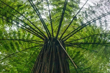 Foto auf Acrylglas Baumfarn im Urwald in Neuzeeland © U.A.