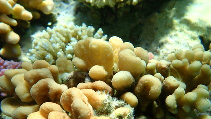 Naklejka na ściany i meble Hood coral (Stylophora wellsi) undersea, Red Sea, Egypt, Sharm El Sheikh, Nabq Bay