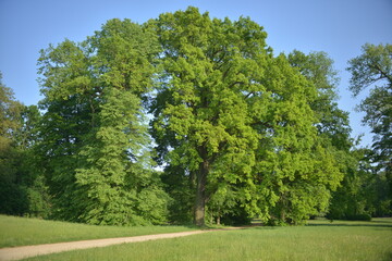 Fototapeta na wymiar Park Mużakowski, Łęknica, Lubuskie, wpisany na listę UNESCO