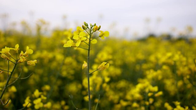 Canola field, Blooming Rapeseed flowers close up. Bright Yellow smooth background