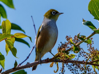 Green Bird in a branch