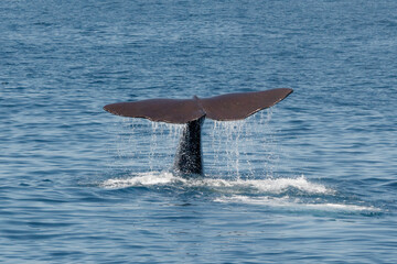 Tail of a Sperm Whale