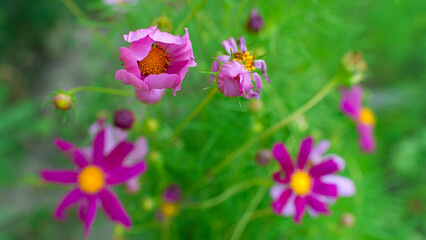 Obraz premium Colorful flowers Cosmos in the park. Selective focus on a beautiful bush of blooming flowers and green leaves under sunlight in summer.