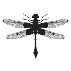 black silhouette of a dragonfly isolated on white