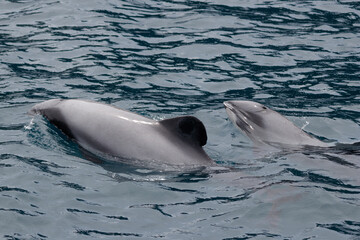 Hector-Delfin im Wasser, Neuseeland
