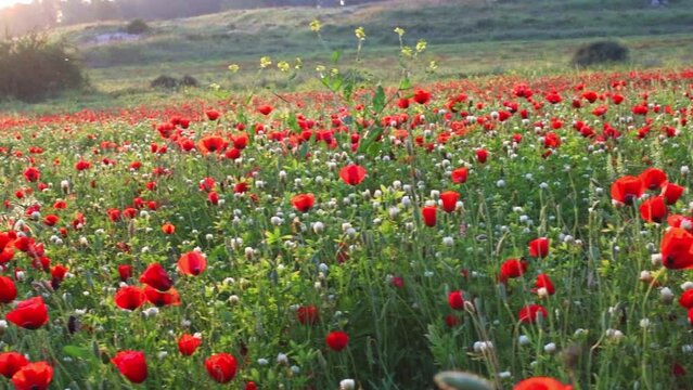 Field with growing wildflowers - poppies, cornflowers and buttercups, a ray of sun breaks through the petals. beautiful sunset view. High-quality FullHD footage