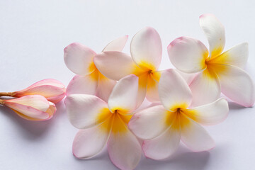 Group of Pink Frangipani isolated on White