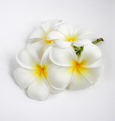 Obraz na płótnie Canvas Plumeria flowers isolated on white background