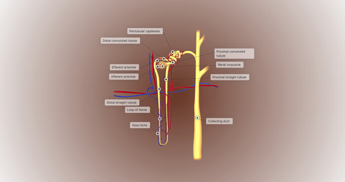 The function of the nephron is to convert blood to urine and consists of the tubular system and the renal corpuscle.
