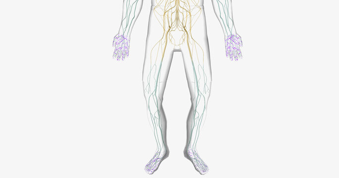 Guillain Barre syndrome is a rare disorder in which your body's immune system attacks your nerves.
