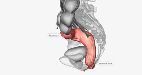 The last two sections of the large intestine are the sigmoid colon and rectum.