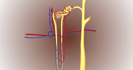 The function of the nephron is to convert blood to urine and consists of the tubular system and the renal corpuscle.