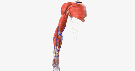 The upper limbs are symmetrical, appendicular structures that are attached to the thorax at the shoulder joint. - obrazy, fototapety, plakaty
