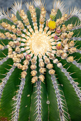 a close up macro image of a flowering cactus plant in a volcanic Mediterranean garden