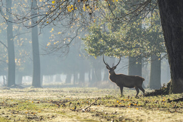 Beautiful forest landscape of foggy forest in Autumn Fall with beautiful wild red deer stag - Autochthonous protected species, dune deer or italian deer - Mesola Nature Reserve Park, Ferrara, Italy