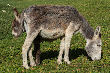 donkey and foal